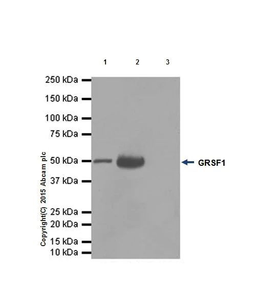 Immunoprecipitation - Anti-GRSF1 antibody [EPR16678] - BSA and Azide free (AB246330)