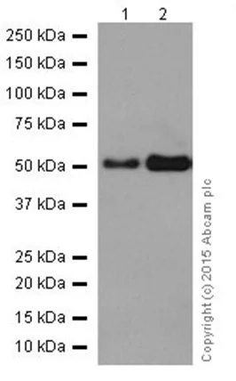 Western blot - Anti-GRSF1 antibody [EPR16678] - BSA and Azide free (AB246330)