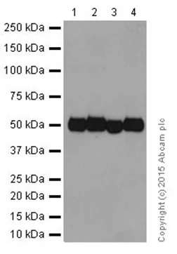 Western blot - Anti-GRSF1 antibody [EPR16678] - BSA and Azide free (AB246330)
