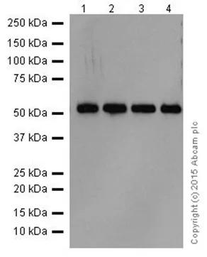Western blot - Anti-GRSF1 antibody [EPR16678] - BSA and Azide free (AB246330)