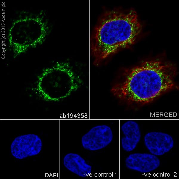 Immunocytochemistry/ Immunofluorescence - Anti-GRSF1 antibody [EPR16679] (AB194358), expandable thumbnail