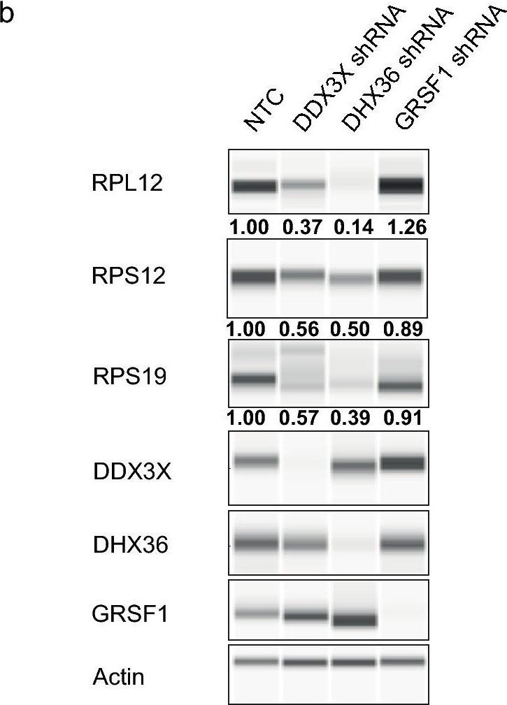 Western blot - Anti-GRSF1 antibody [EPR16679] (AB194358), expandable thumbnail