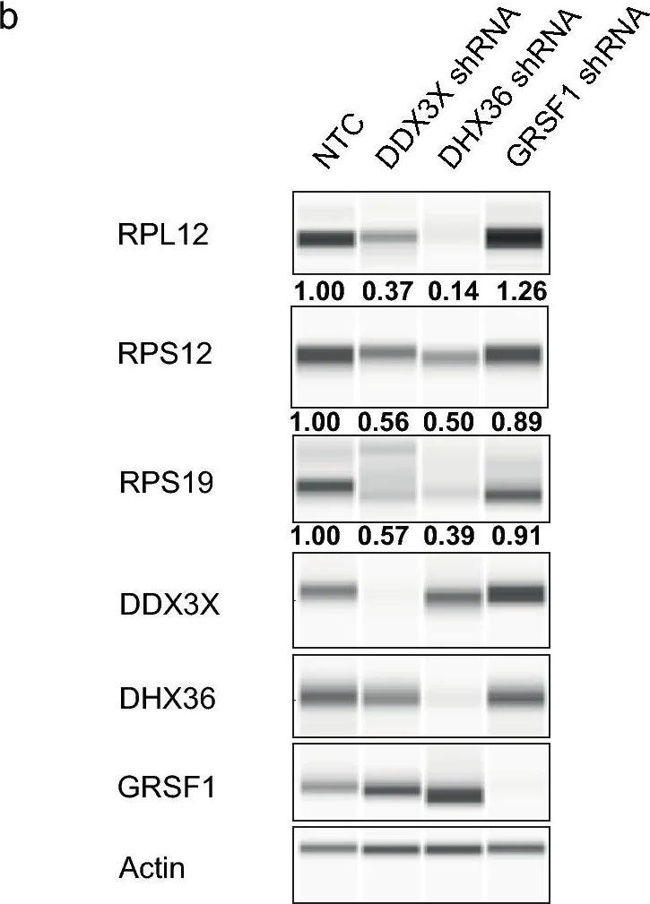 Western blot - Anti-GRSF1 antibody [EPR16679] (AB194358)