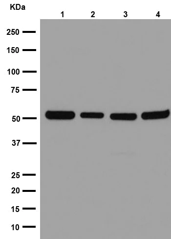 Western blot - Anti-GRSF1 antibody [EPR16679] - BSA and Azide free (AB251190)