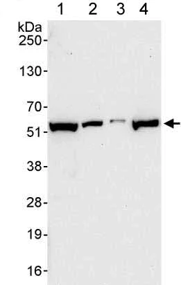 Western blot - Anti-GRWD1 antibody (AB176815)