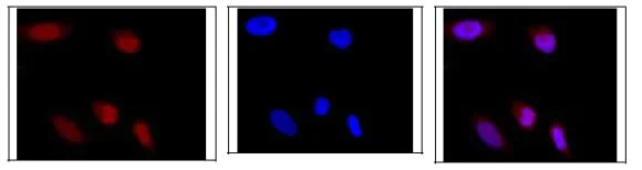 Immunocytochemistry/ Immunofluorescence - Anti-GRWD1 antibody (AB188419)