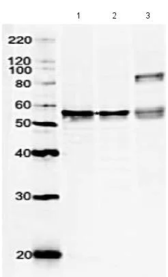 Western blot - Anti-GRWD1 antibody (AB188419)