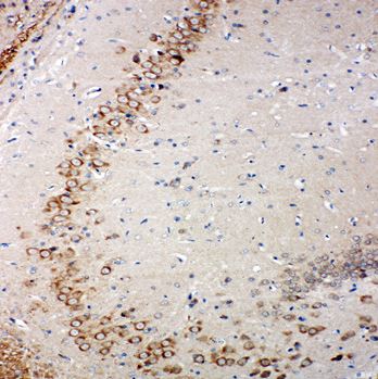 Immunohistochemistry (Formalin/PFA-fixed paraffin-embedded sections) - Anti-GRX2 antibody (AB191292)