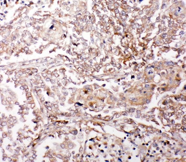Immunohistochemistry (Formalin/PFA-fixed paraffin-embedded sections) - Anti-GRX2 antibody (AB191292)