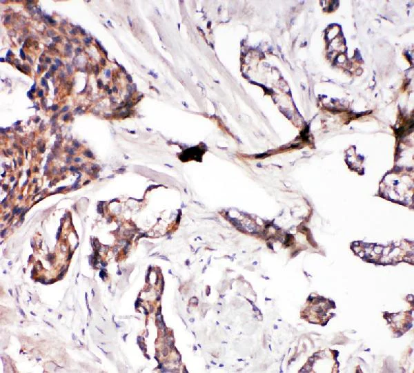 Immunohistochemistry (Formalin/PFA-fixed paraffin-embedded sections) - Anti-GRX2 antibody (AB191292)