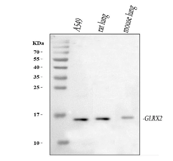 Western blot - Anti-GRX2 antibody (AB191292)