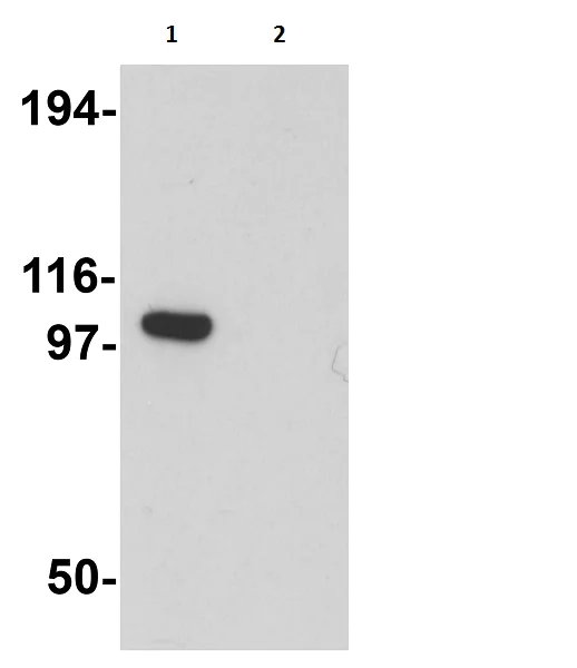 Western blot - Anti-GSAP antibody (AB106630)