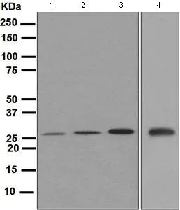 Western blot - Anti-GSC antibody [EPR4847] - BSA and Azide free (AB247751)