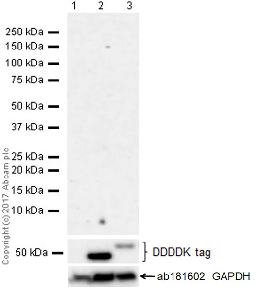 Western blot - Anti-GSDMA antibody [EPR19858-104] (AB230768)