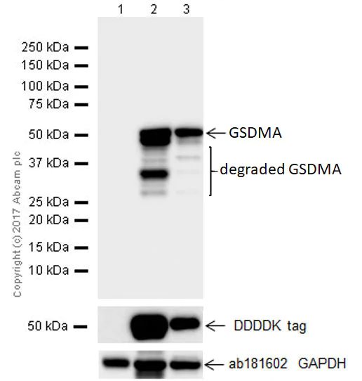 Western blot - Anti-GSDMA antibody [EPR19858-104] (AB230768)