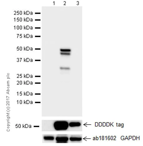 Western blot - Anti-GSDMA antibody [EPR19858-116] (AB232254)