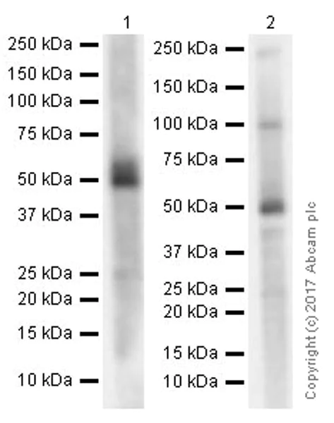 Western blot - Anti-GSDMA antibody [EPR19858-116] (AB232254)