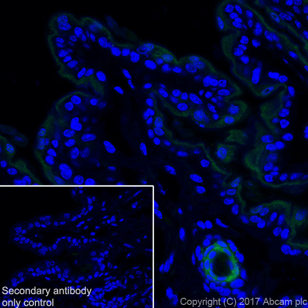 Immunohistochemistry (Frozen sections) - Anti-GSDMA antibody [EPR19858-17] (AB214818), expandable thumbnail
