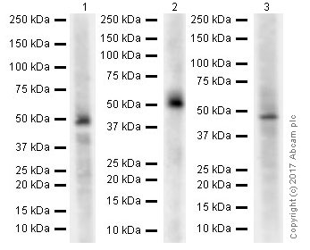 Western blot - Anti-GSDMA antibody [EPR19858-17] (AB214818), expandable thumbnail