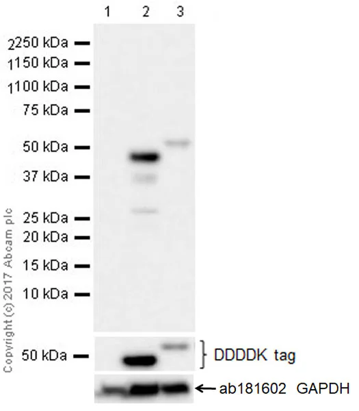 Western blot - Anti-GSDMA antibody [EPR19858-17] (AB214818)