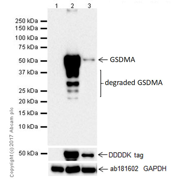 Western blot - Anti-GSDMA antibody [EPR19858-17] (AB214818), expandable thumbnail