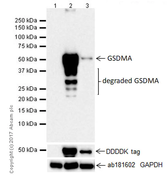 Western blot - Anti-GSDMA antibody [EPR19858-17] (AB214818)