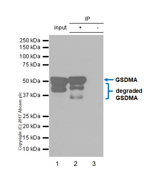 Immunoprecipitation - Anti-GSDMA antibody [EPR19858-17] - BSA and Azide free (AB231043)