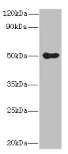 Western blot - Anti-GSDMB antibody (AB235540)