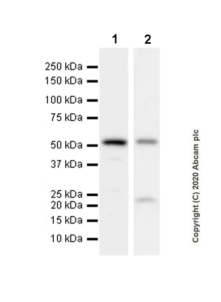 Western blot - Anti-GSDMC antibody [EPR20887-50] - BSA and Azide free (AB269858)