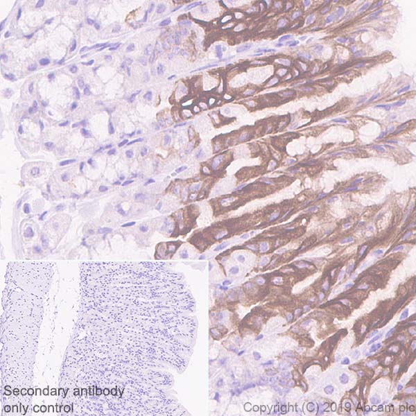 Immunohistochemistry (Formalin/PFA-fixed paraffin-embedded sections) - Anti-GSDMC2 + GSDMC3 antibody [EPR20890-48] - BSA and Azide free (AB269859), expandable thumbnail
