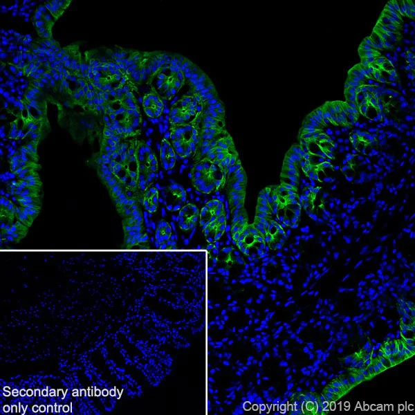 Immunohistochemistry (Frozen sections) - Anti-GSDMC2 + GSDMC3 antibody [EPR20890-48] - BSA and Azide free (AB269859)