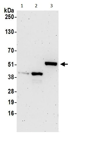Western blot - Anti-GSDMD antibody - C-terminal (AB228824)