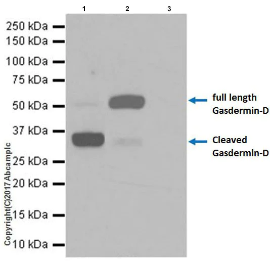 Immunoprecipitation - Anti-GSDMD antibody [EPR19828] - BSA and Azide free (AB225867)