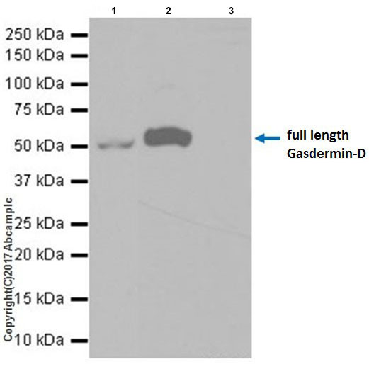 Immunoprecipitation - Anti-GSDMD antibody [EPR19828] - BSA and Azide free (AB225867), expandable thumbnail