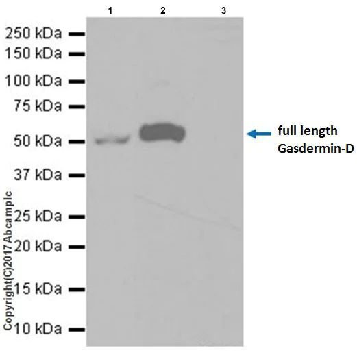 Immunoprecipitation - Anti-GSDMD antibody [EPR19828] - BSA and Azide free (AB225867)
