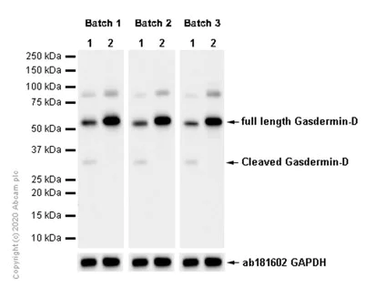 Western blot - Anti-GSDMD antibody [EPR19828] - BSA and Azide free (AB225867)