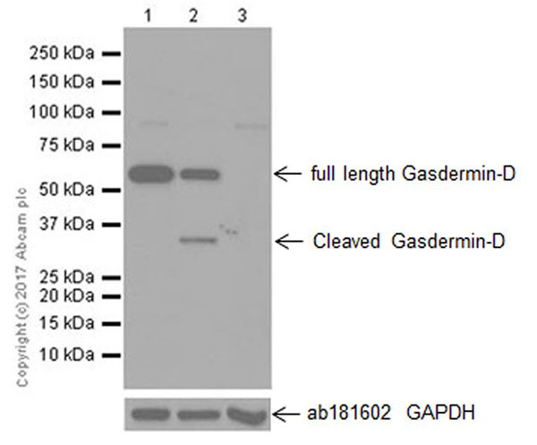 Western blot - Anti-GSDMD antibody [EPR19828] - BSA and Azide free (AB225867), expandable thumbnail