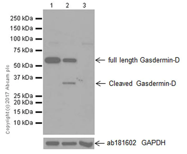 Western blot - Anti-GSDMD antibody [EPR19828] - BSA and Azide free (AB225867)