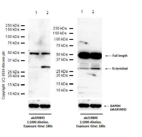 Western blot - Anti-GSDMD antibody [EPR19828] - BSA and Azide free (AB225867)