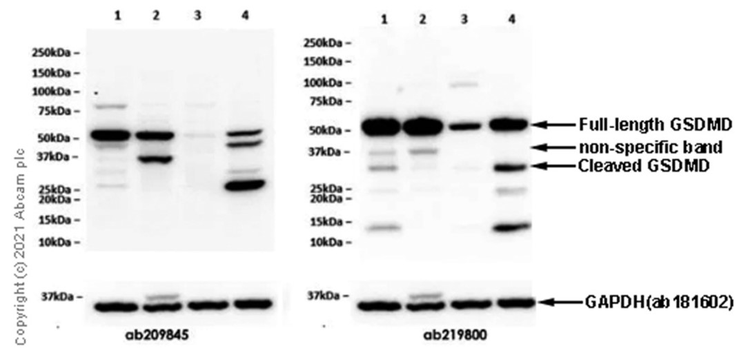 Western blot - Anti-GSDMD antibody [EPR19828] - BSA and Azide free (ab225867), expandable thumbnail