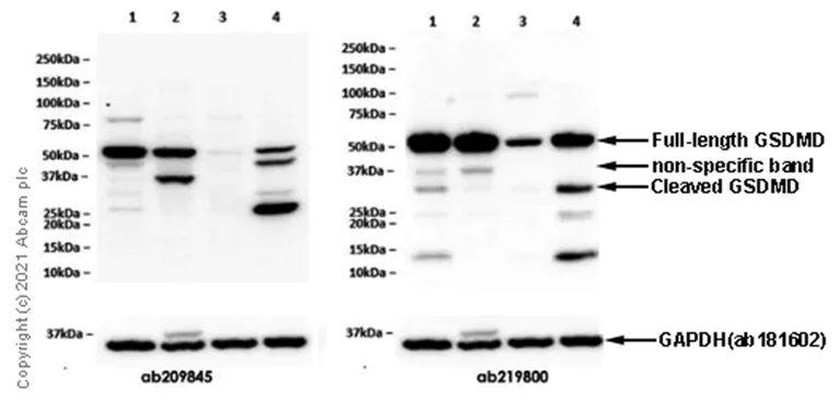 Western blot - Anti-GSDMD antibody [EPR19828] - BSA and Azide free (AB225867)