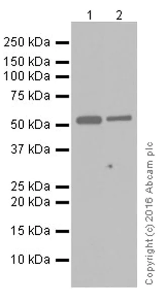 Western blot - Anti-GSDMD antibody [EPR19829] (AB210070)