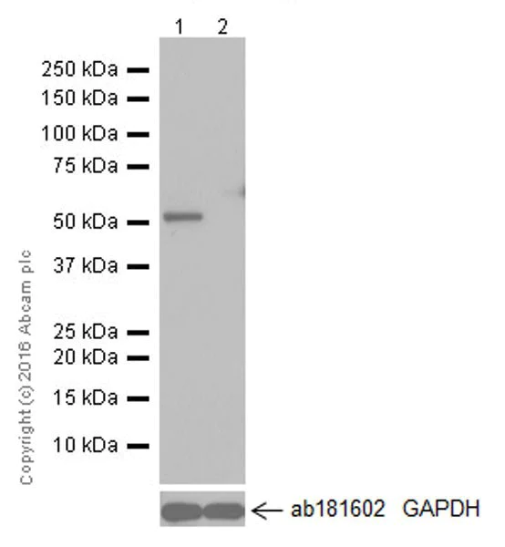Western blot - Anti-GSDMD antibody [EPR19829] - BSA and Azide free (AB232485)