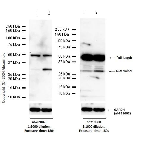 Western blot - Anti-GSDMD antibody [EPR20859] (AB219800)
