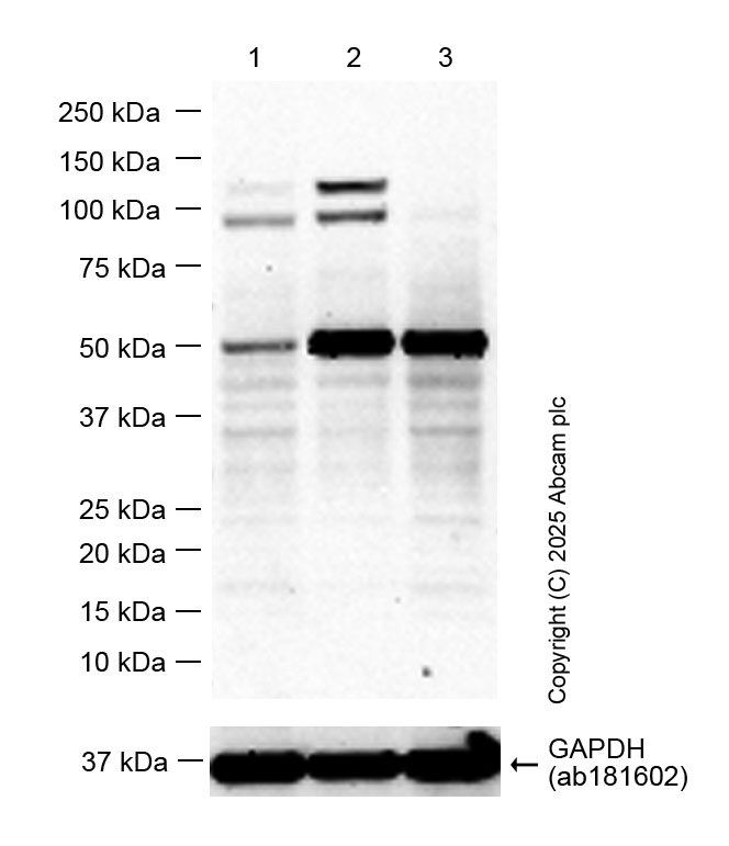よっぽページ ILT4/CD85d/LILRB2 Antibody (287219) [Unconjugated] (MAB2078