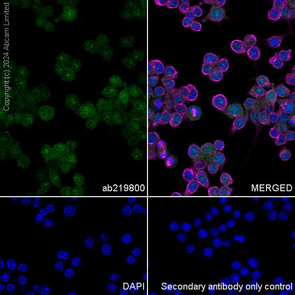 Immunocytochemistry/ Immunofluorescence - Anti-GSDMD antibody [EPR20859] - BSA and Azide free (AB239377)