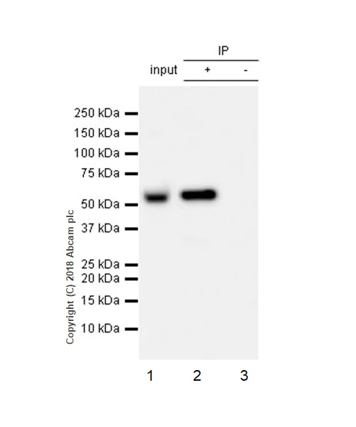 Immunoprecipitation - Anti-GSDMD antibody [EPR20859] - BSA and Azide free (AB239377)