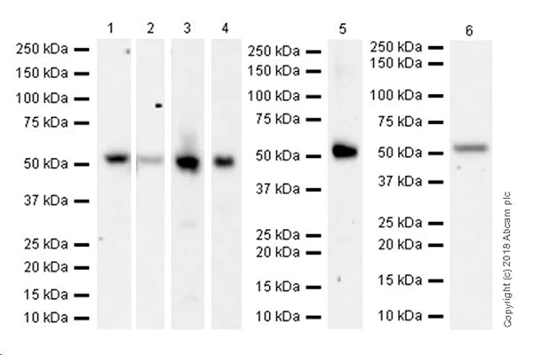 Western blot - Anti-GSDMD antibody [EPR20859] - BSA and Azide free (AB239377)