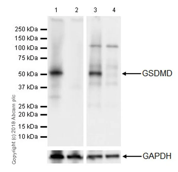 Western blot - Anti-GSDMD antibody [EPR20859] - BSA and Azide free (AB239377)