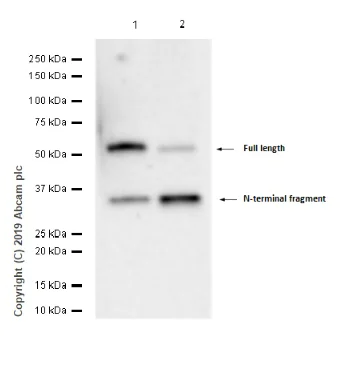 Western blot - Anti-GSDMD antibody [EPR20859] - BSA and Azide free (AB239377)